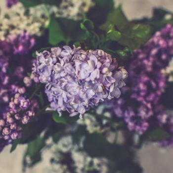 Hortensias rares violets